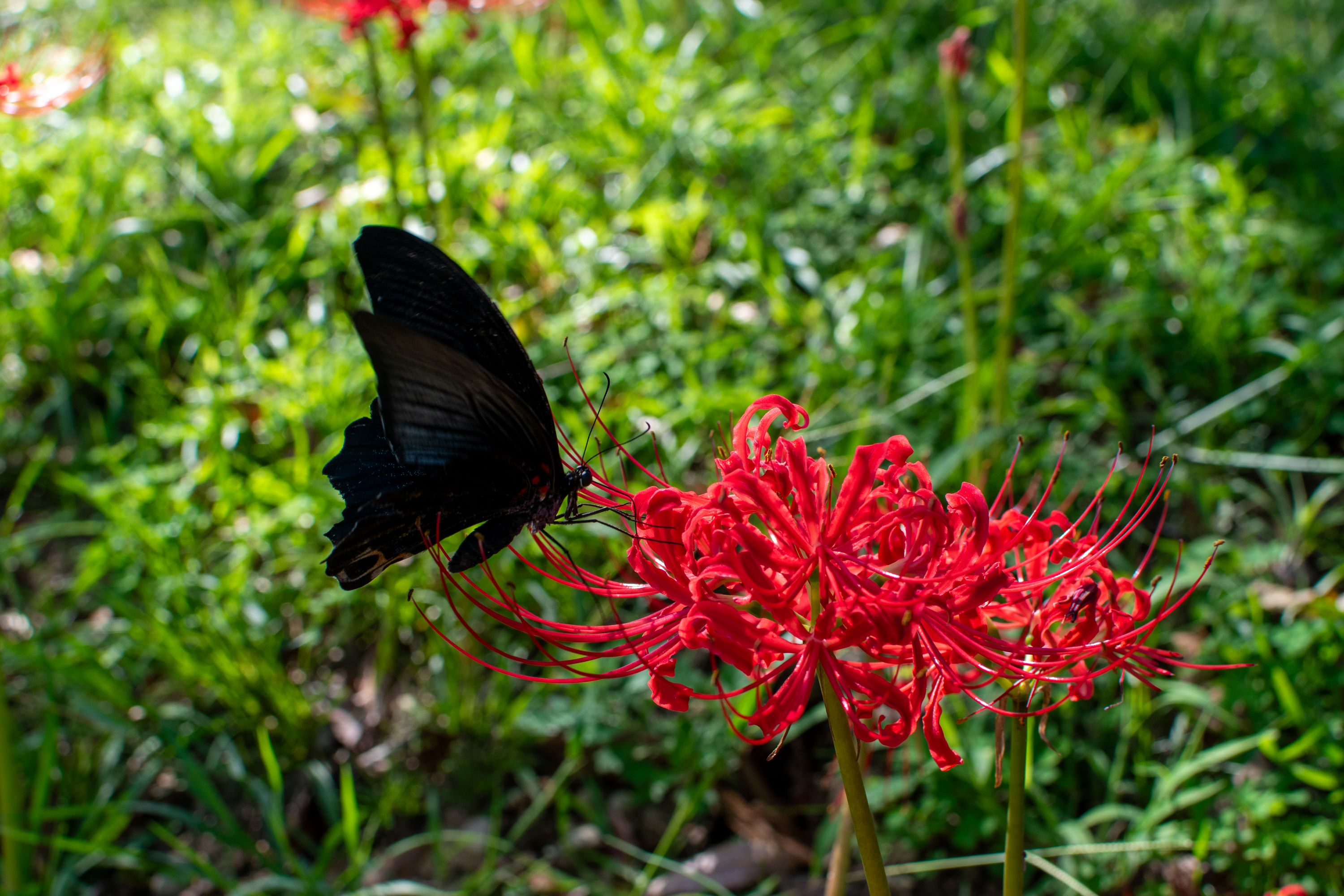 Black Butterfly